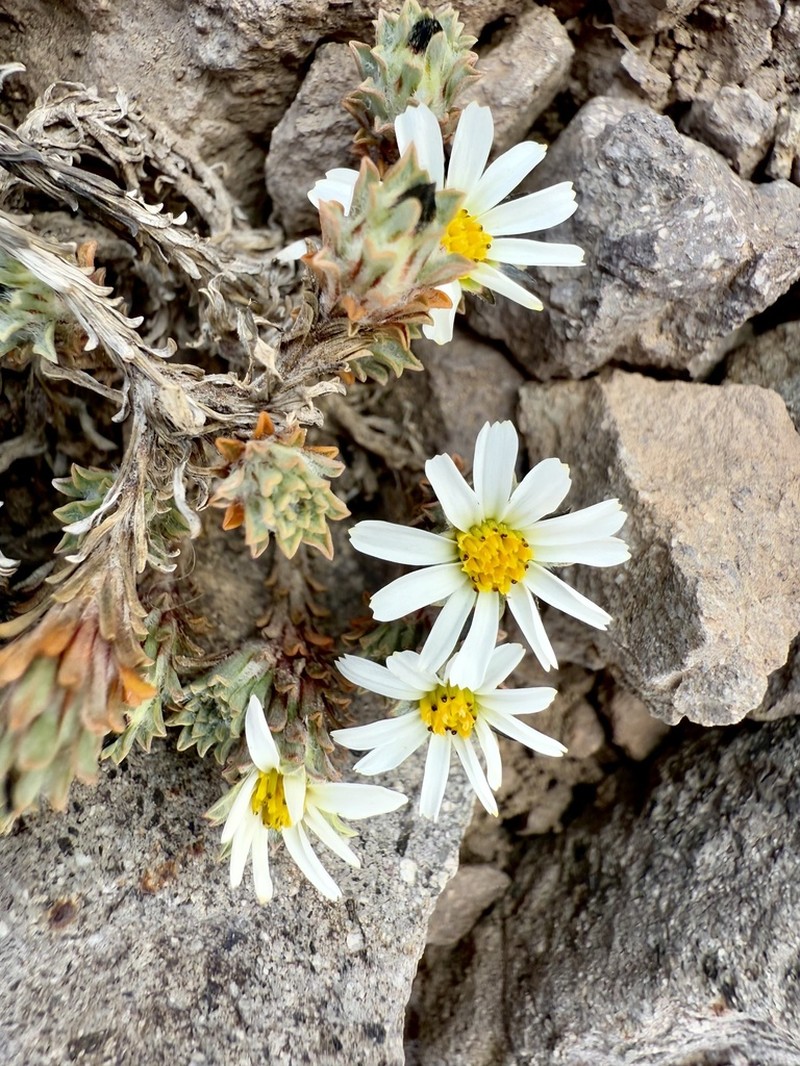 Oriastrum lycopodioides photo 6