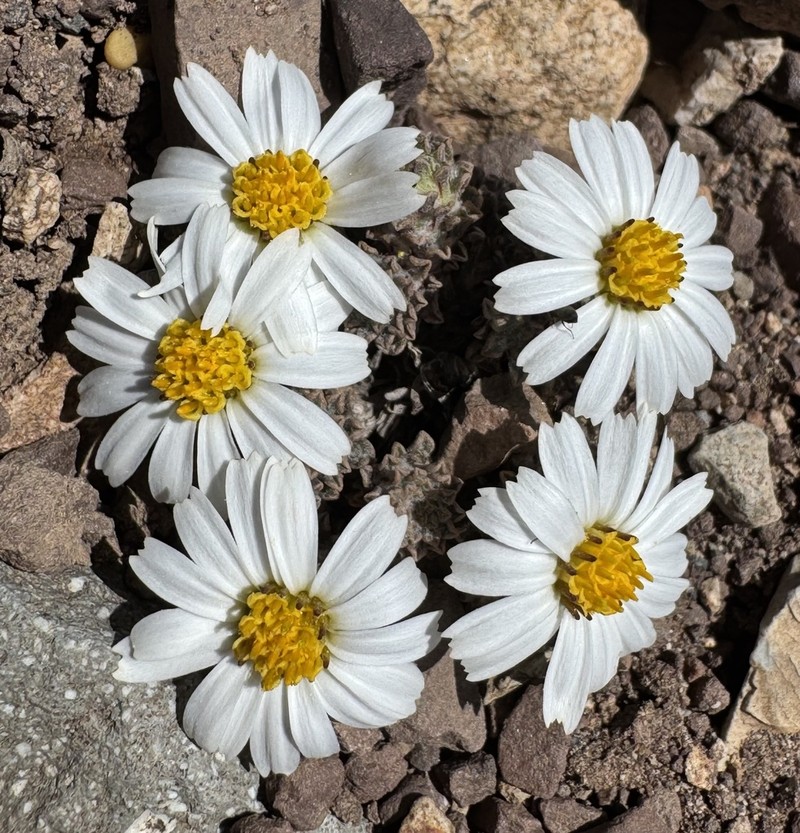 Oriastrum lycopodioides photo 7