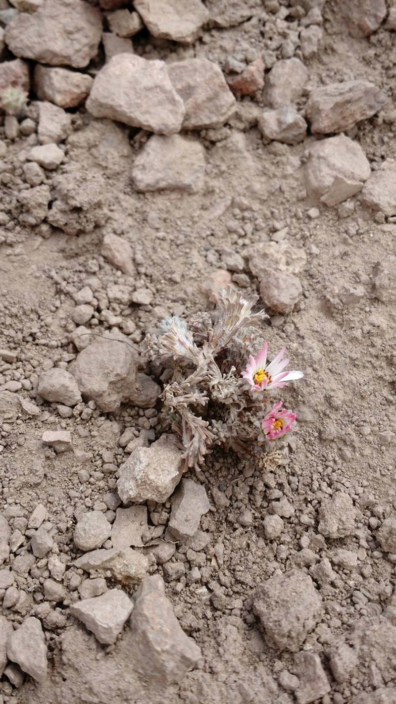 Oriastrum lycopodioides photo 8