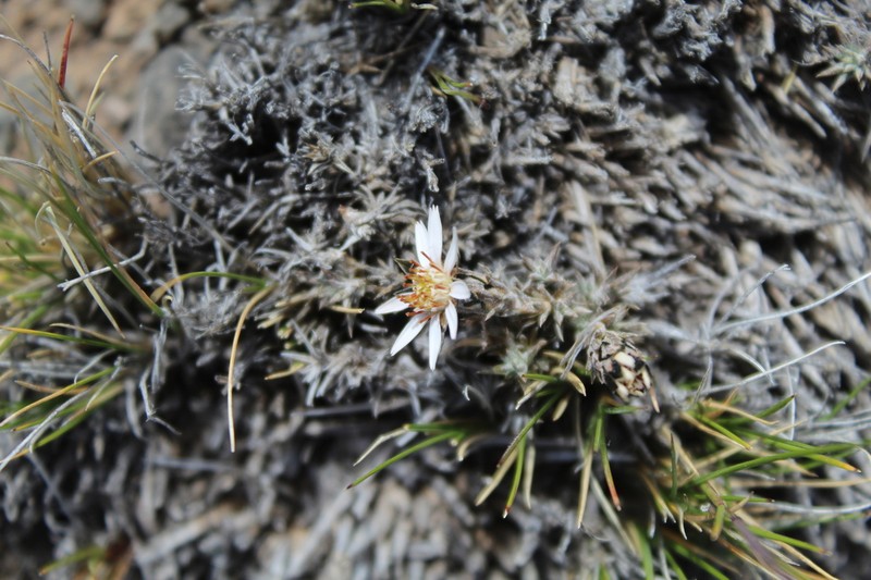Oriastrum pentacaenoides