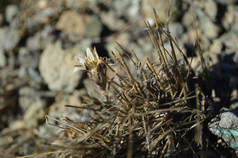 Oriastrum pentacaenoides photo 2