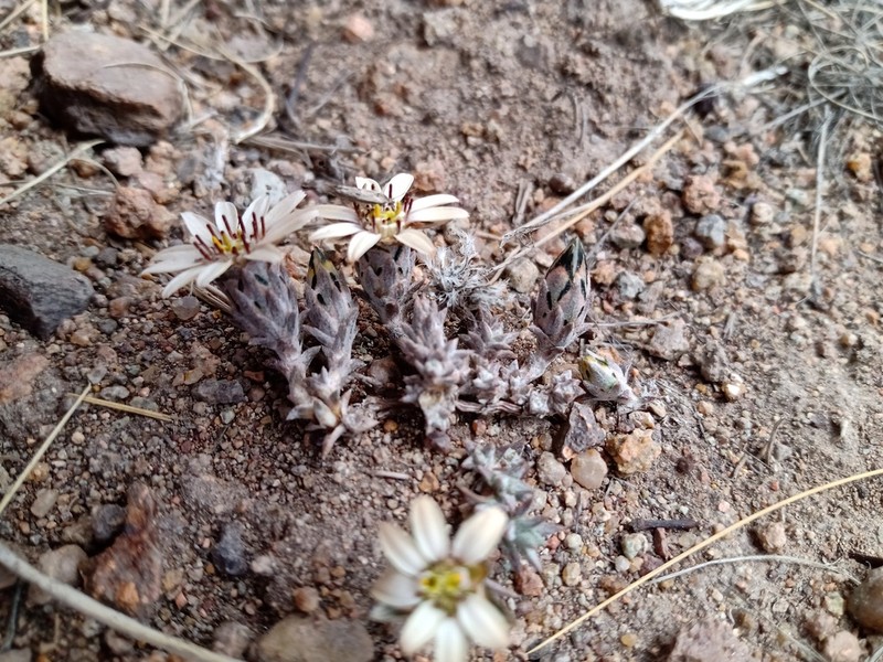 Oriastrum pentacaenoides photo 3