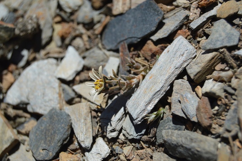 Oriastrum pentacaenoides photo 4