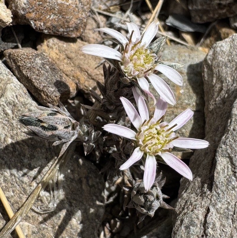 Oriastrum pentacaenoides photo 5