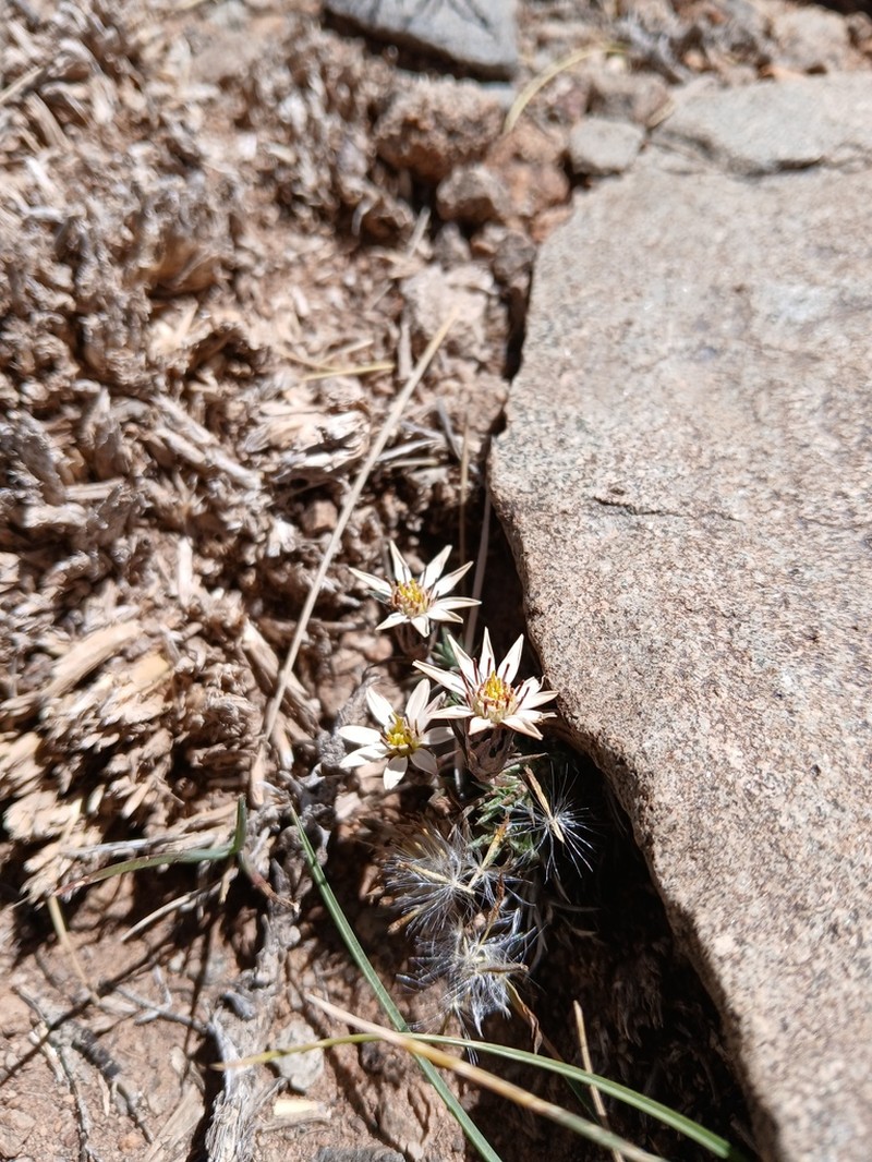 Oriastrum pentacaenoides photo 6