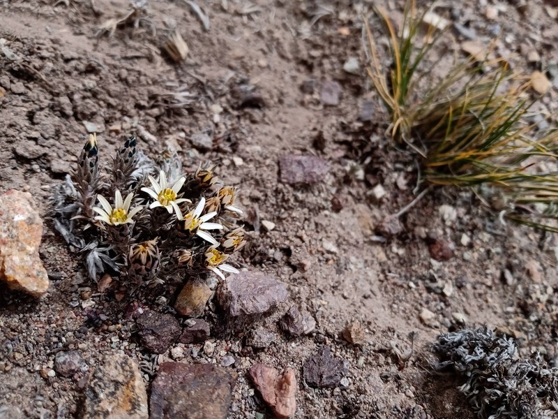 Oriastrum pentacaenoides photo 7