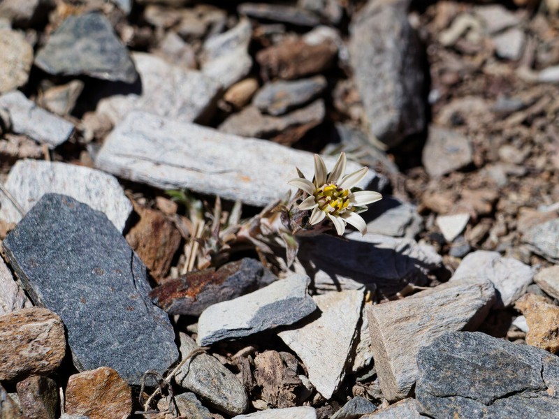 Oriastrum pentacaenoides photo 8