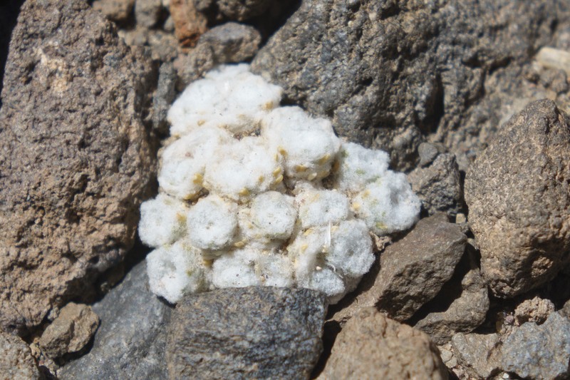 Oriastrum polymallum