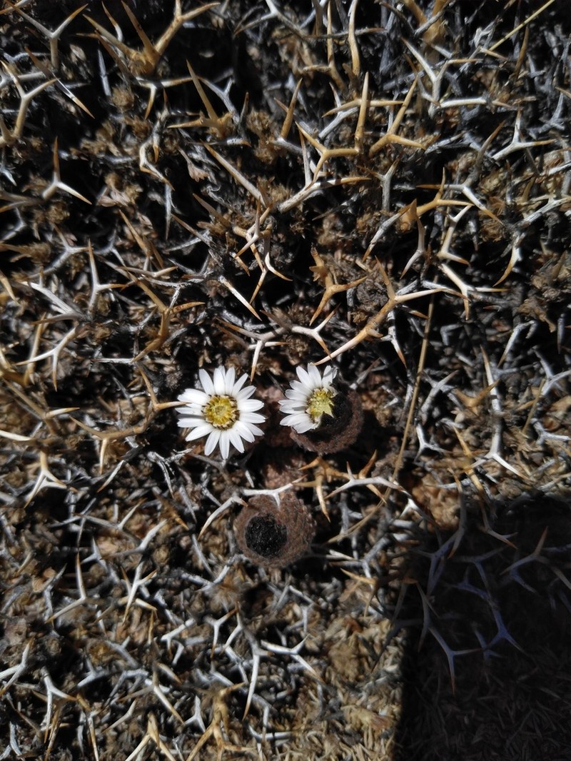 Oriastrum polymallum photo 2