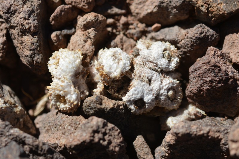 Oriastrum polymallum photo 3