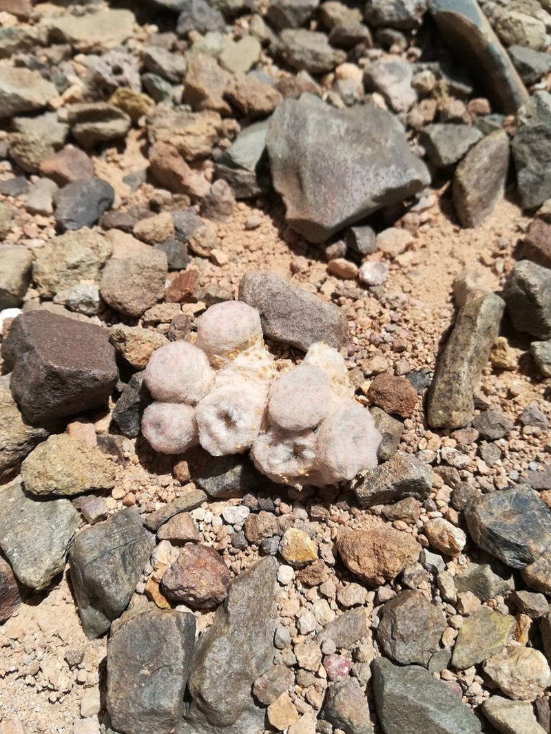 Oriastrum polymallum photo 4