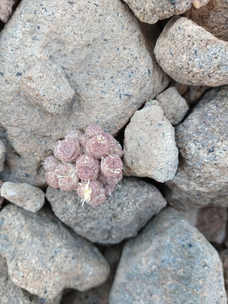 Oriastrum polymallum photo 5