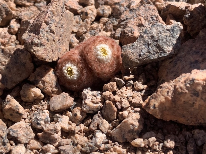 Oriastrum polymallum photo 7