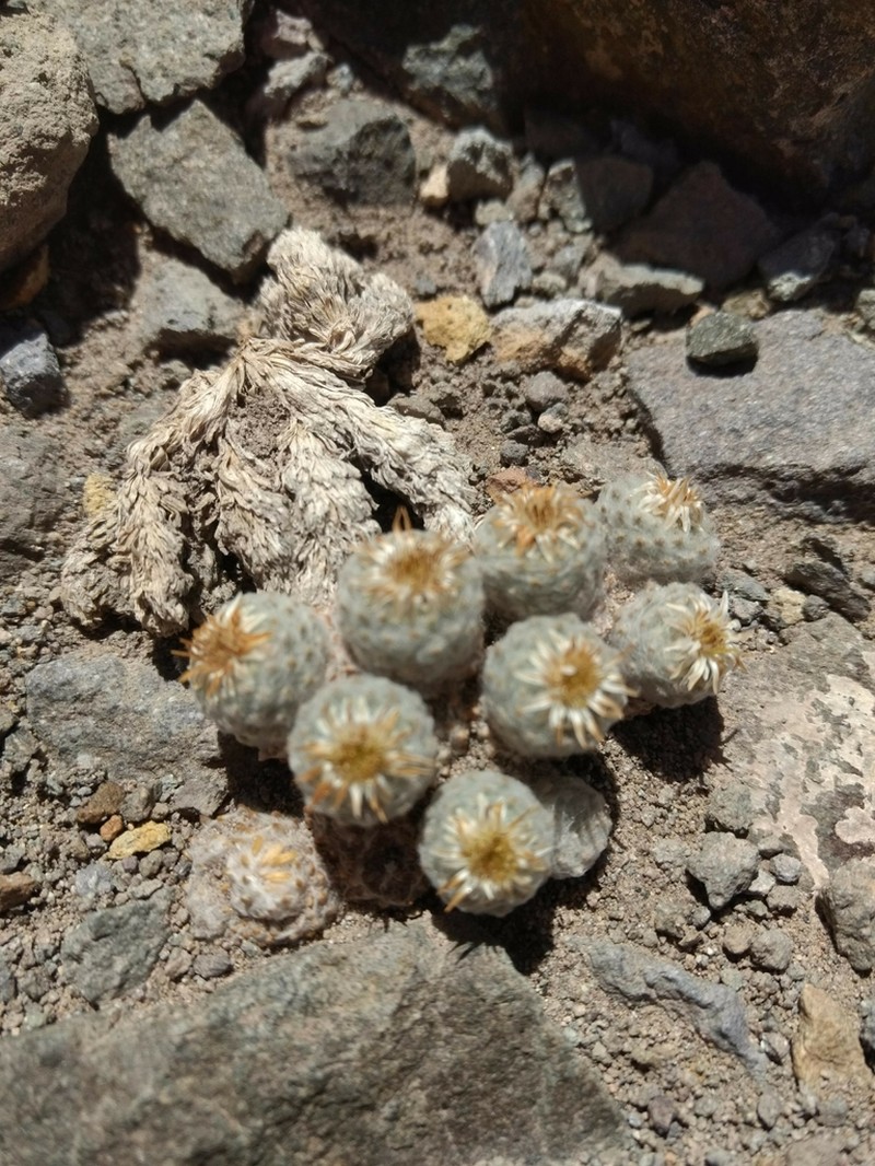 Oriastrum pulvinatum