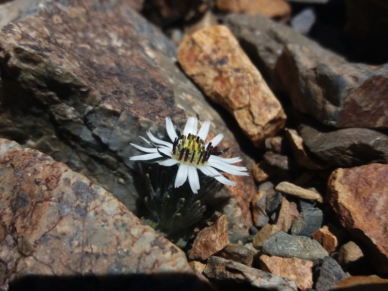 Oriastrum pulvinatum photo 2
