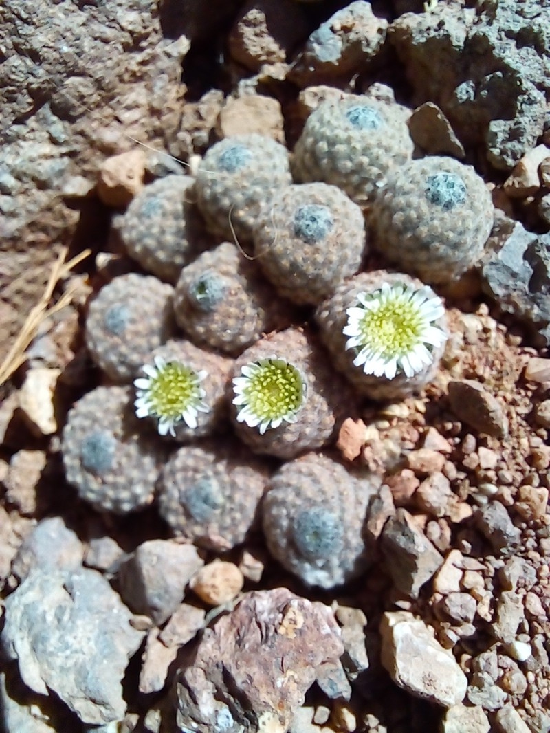 Oriastrum pulvinatum photo 3