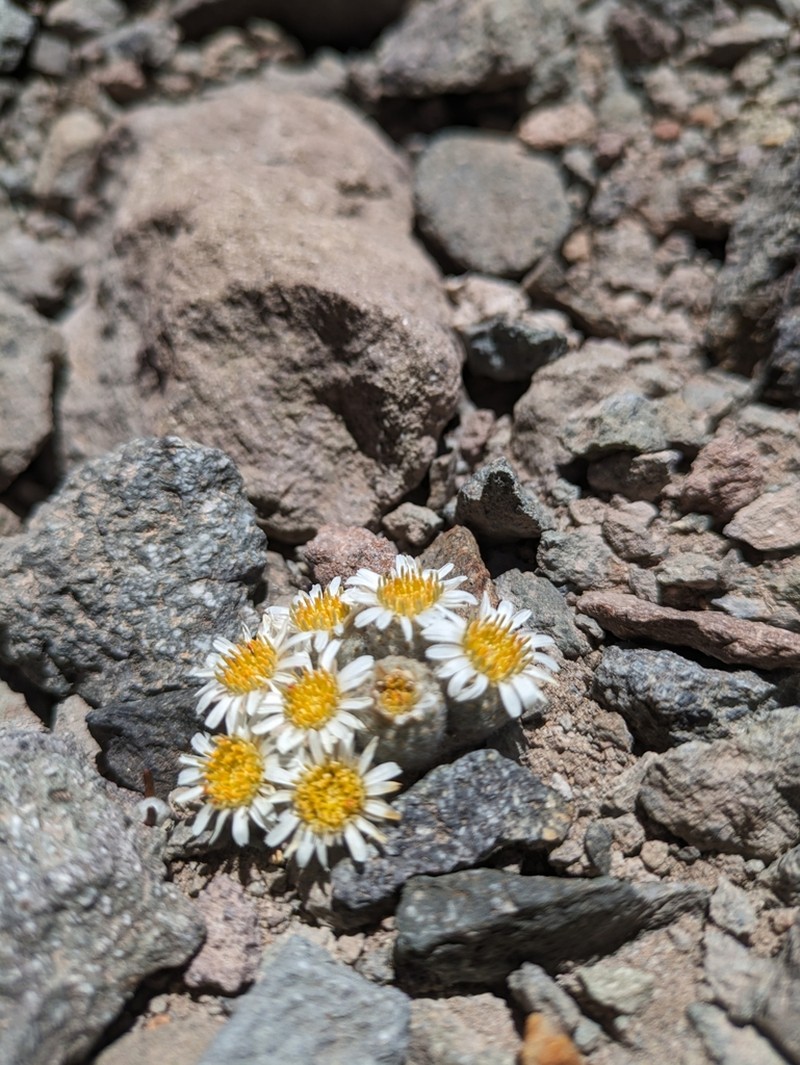 Oriastrum pulvinatum photo 4