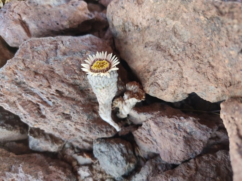 Oriastrum pulvinatum photo 5