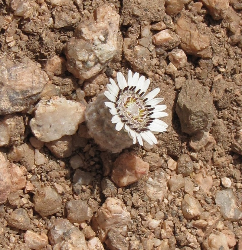 Oriastrum pulvinatum photo 6