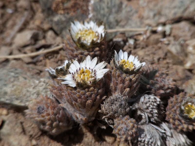 Oriastrum pulvinatum photo 7