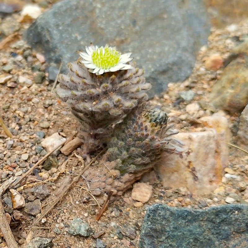 Oriastrum pulvinatum photo 8