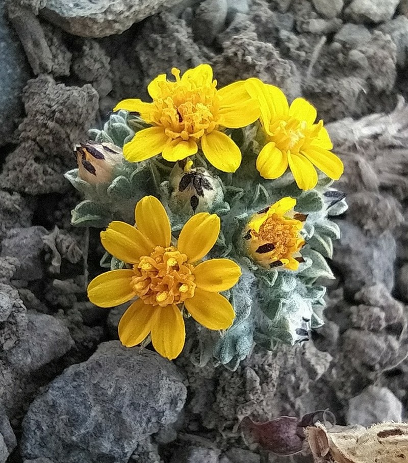 Oriastrum pusillum