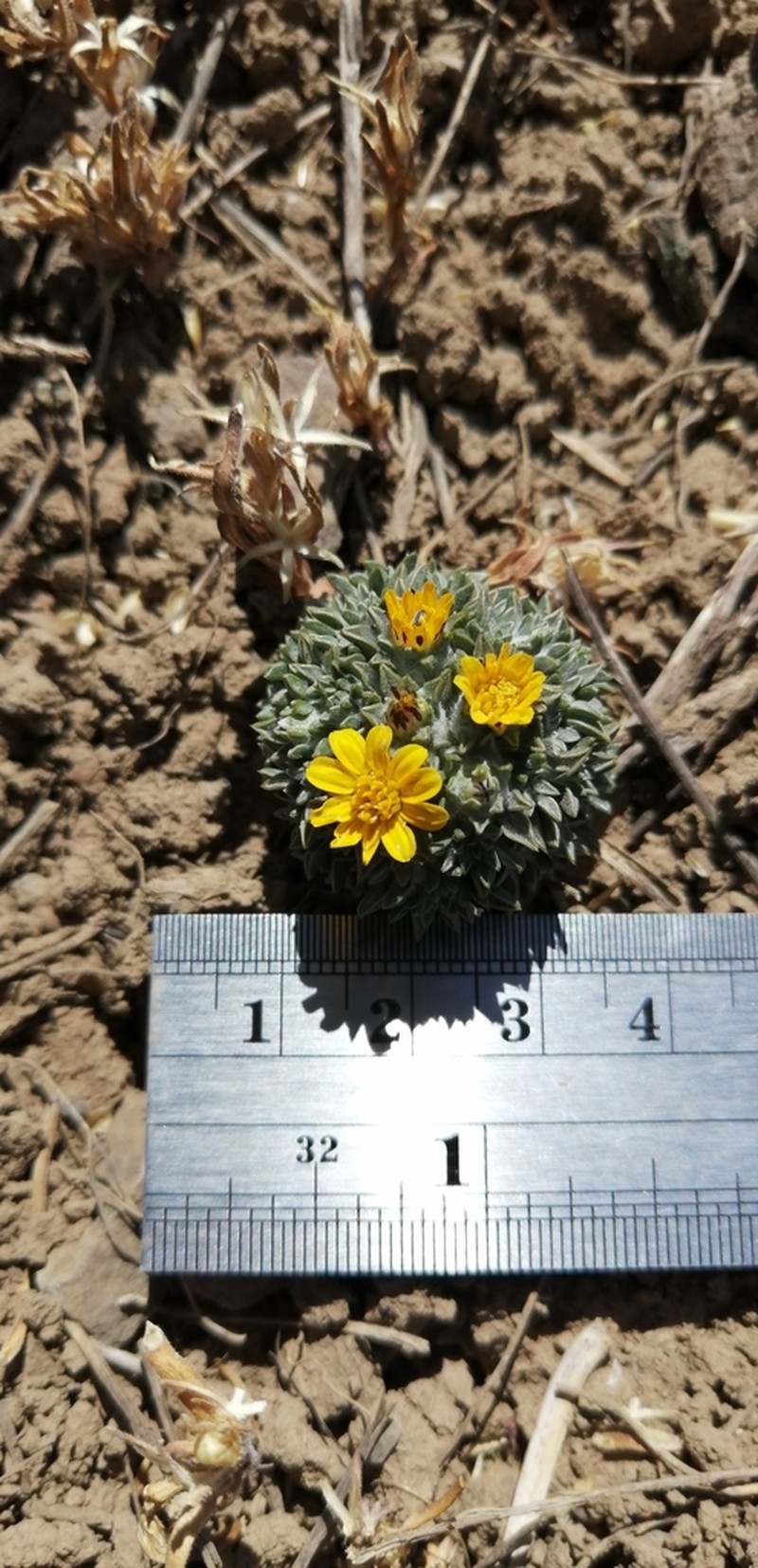 Oriastrum pusillum photo 2