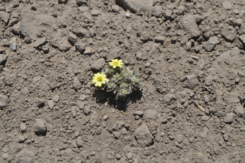 Oriastrum pusillum photo 3