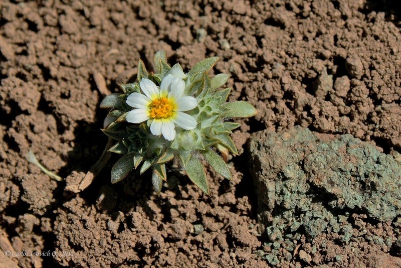 Oriastrum pusillum photo 4