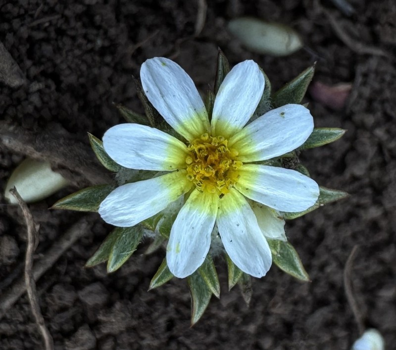Oriastrum pusillum photo 5