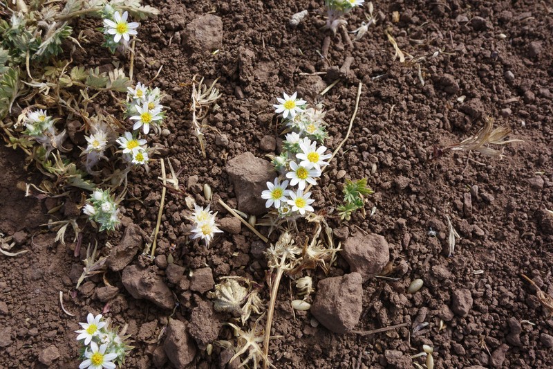 Oriastrum pusillum photo 6