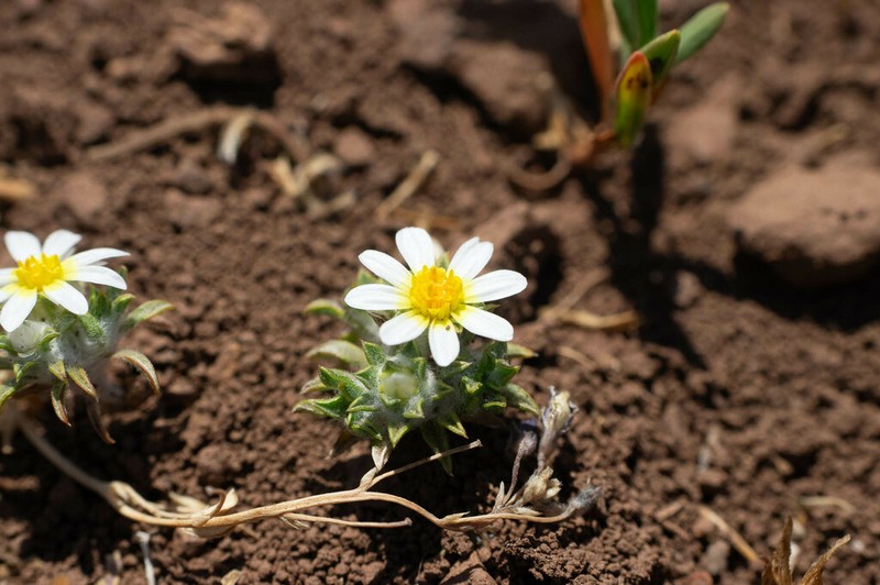 Oriastrum pusillum photo 7