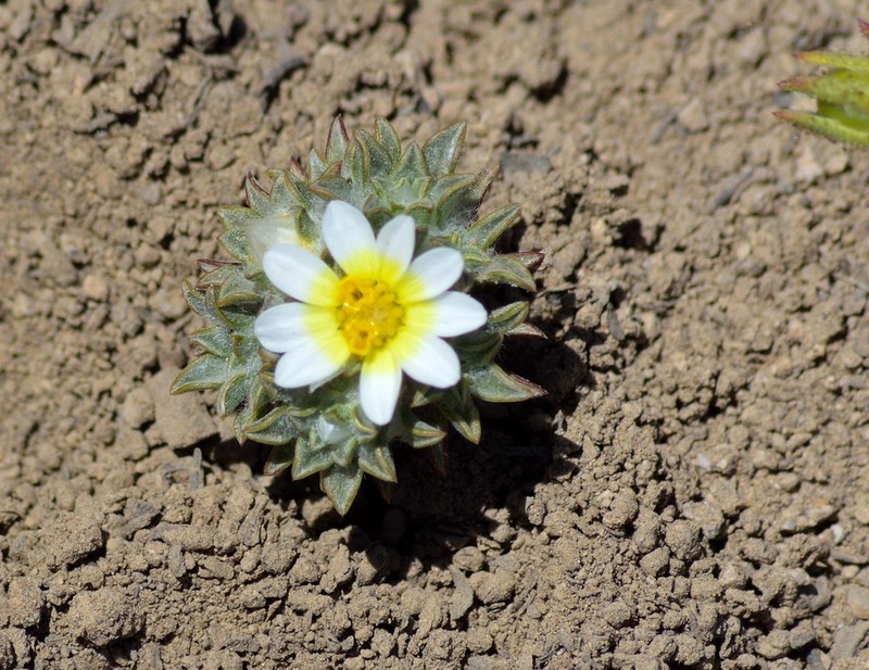 Oriastrum pusillum photo 8
