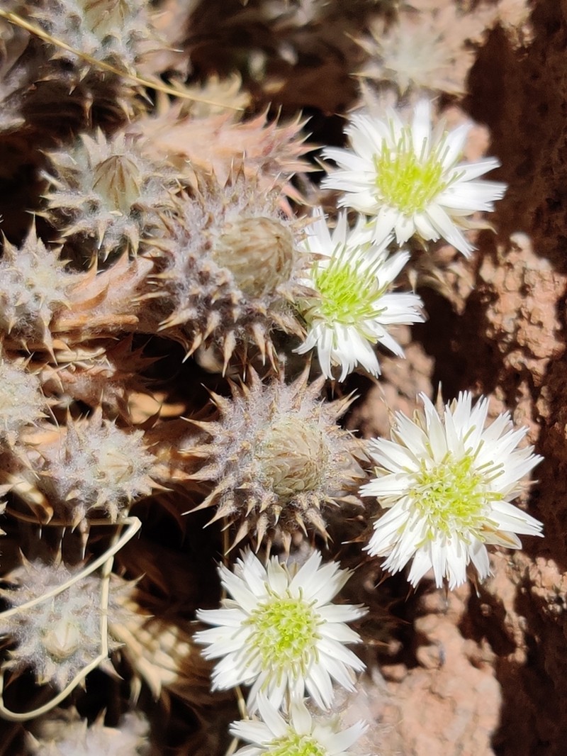Oriastrum revolutum