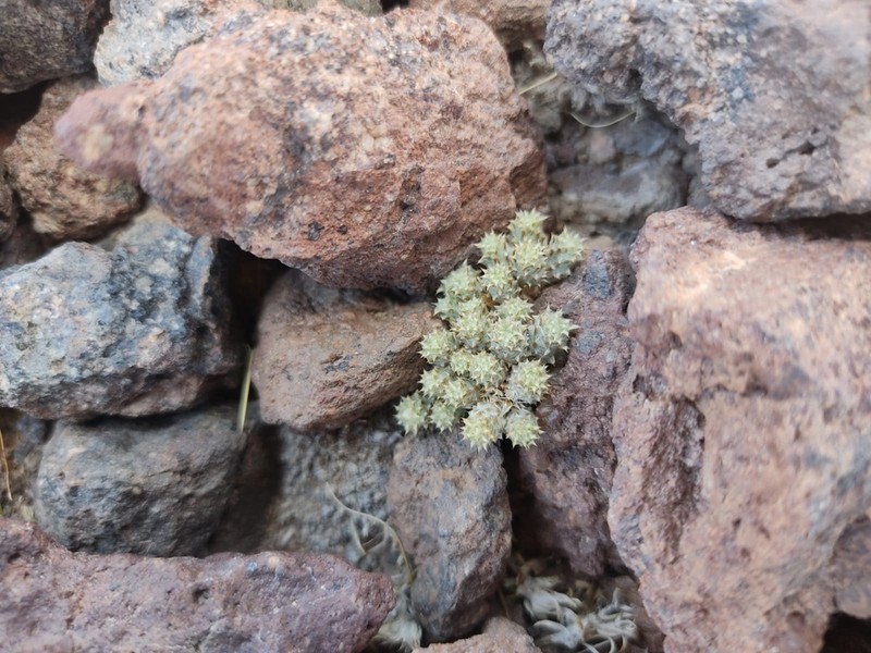 Oriastrum revolutum photo 2