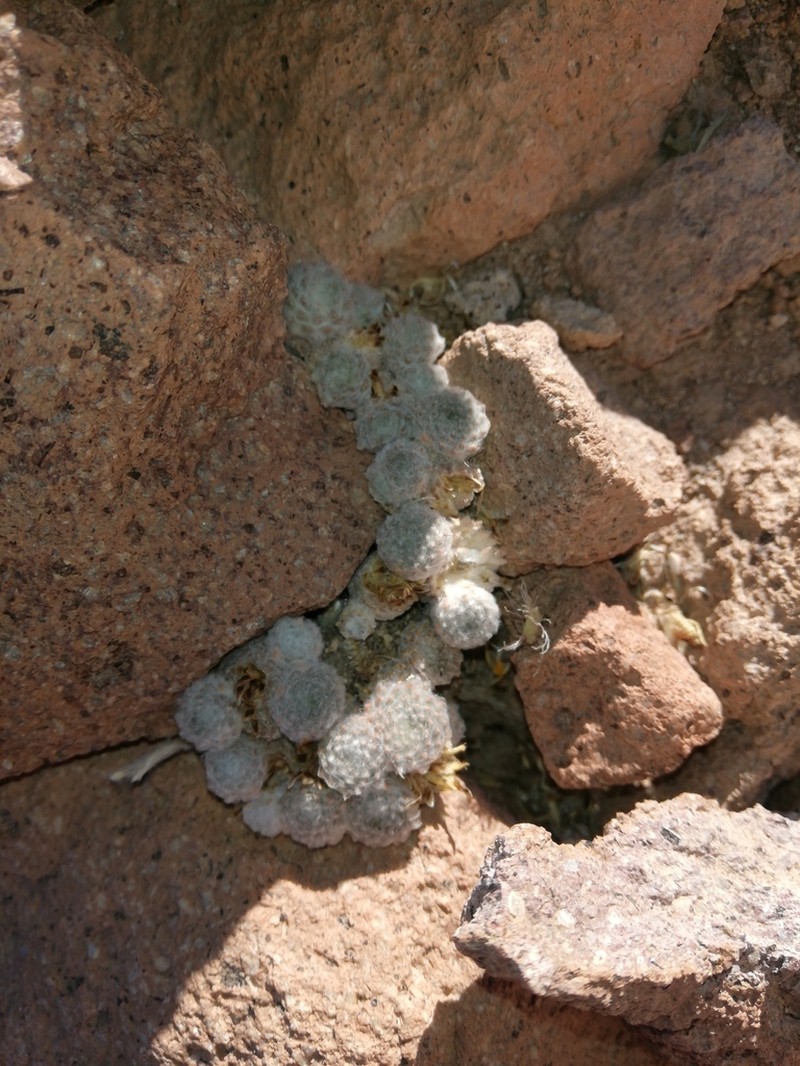 Oriastrum revolutum photo 3