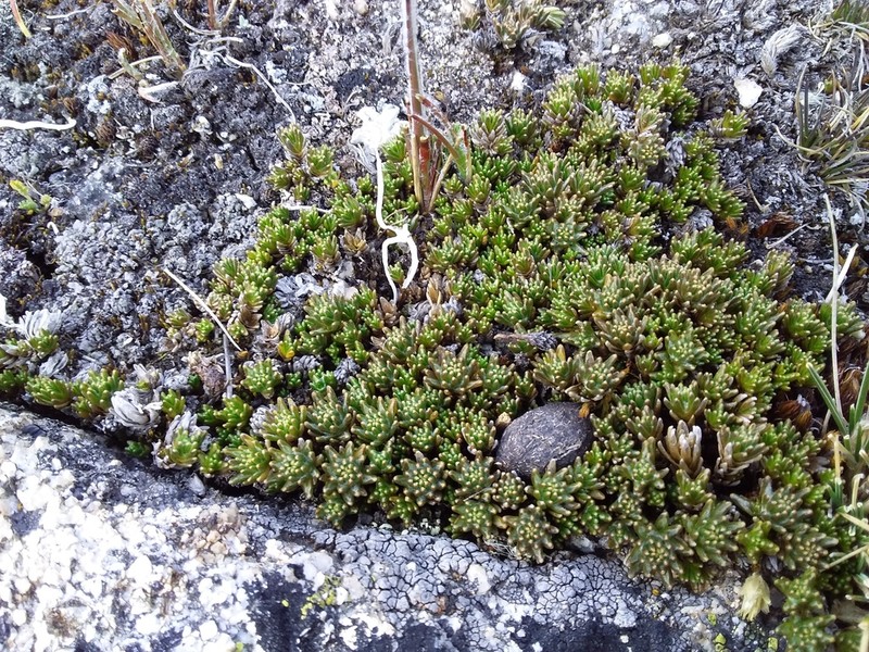 Oriastrum stuebelii