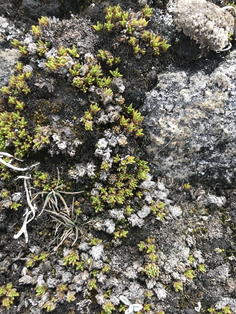 Oriastrum stuebelii photo 3