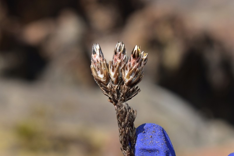 Oriastrum stuebelii photo 5
