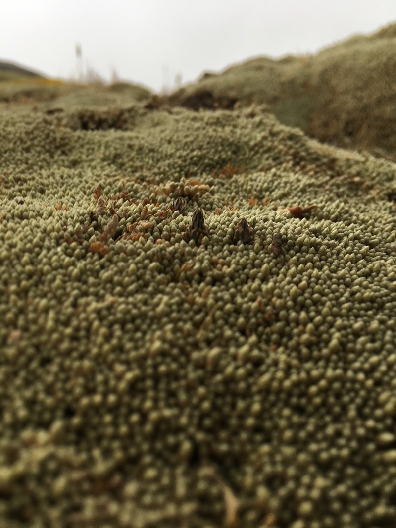 Oriastrum stuebelii photo 6