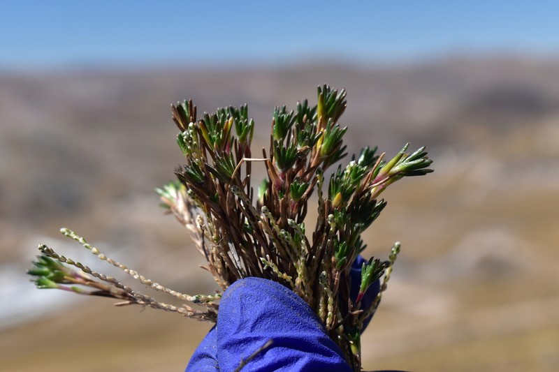Oriastrum stuebelii photo 8