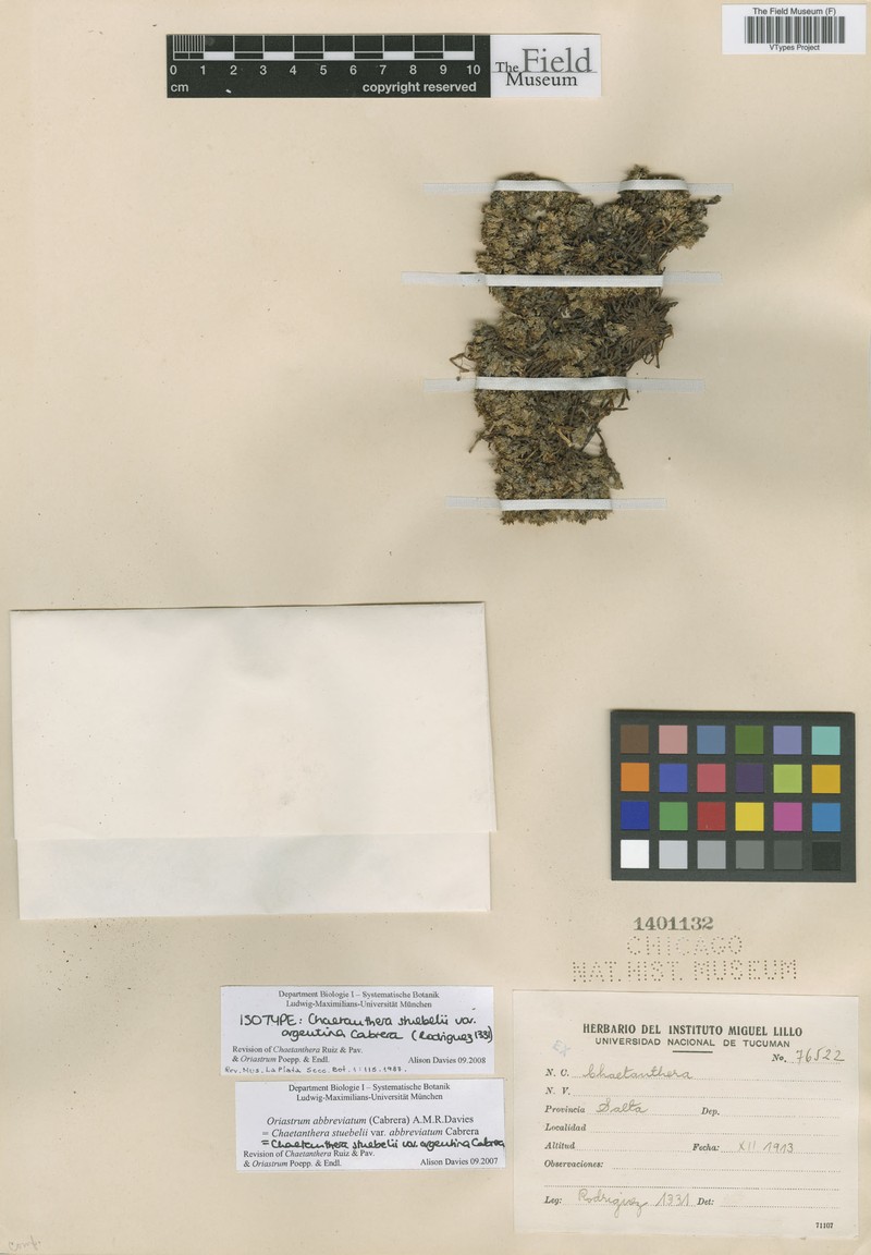 Oriastrum stuebelii var. argentinum