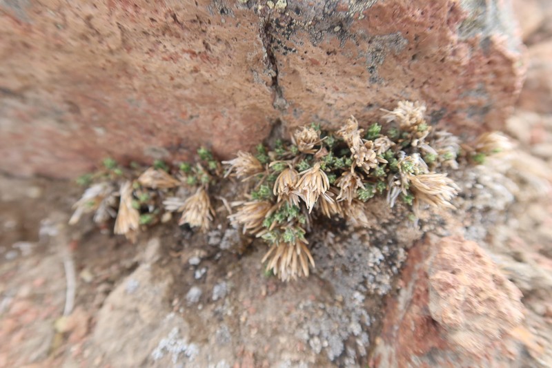 Oriastrum stuebelii var. stuebelii