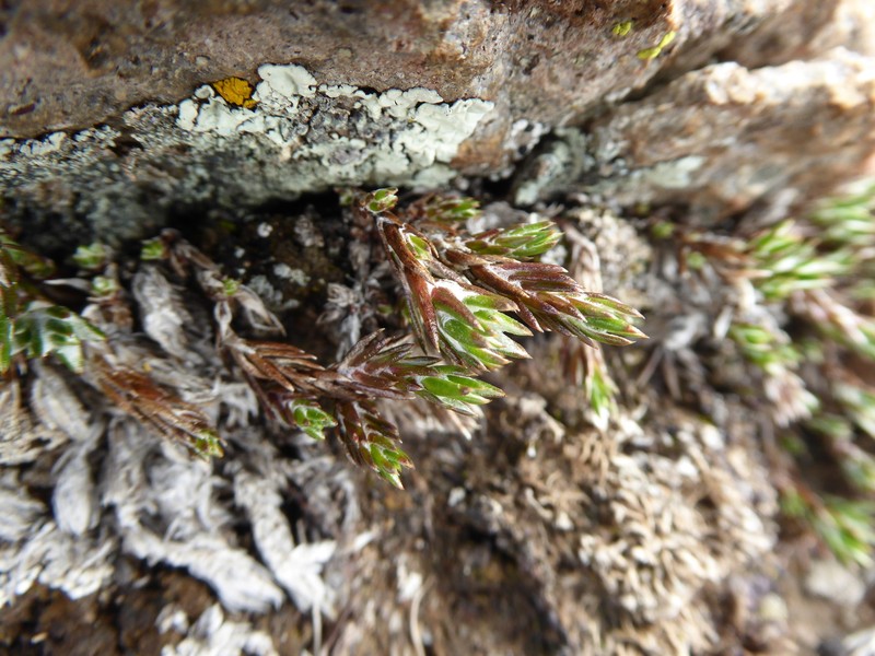 Oriastrum stuebelii var. stuebelii photo 2