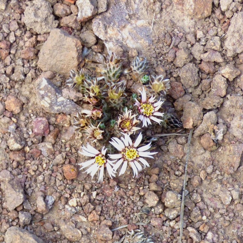 Oriastrum tarapacense