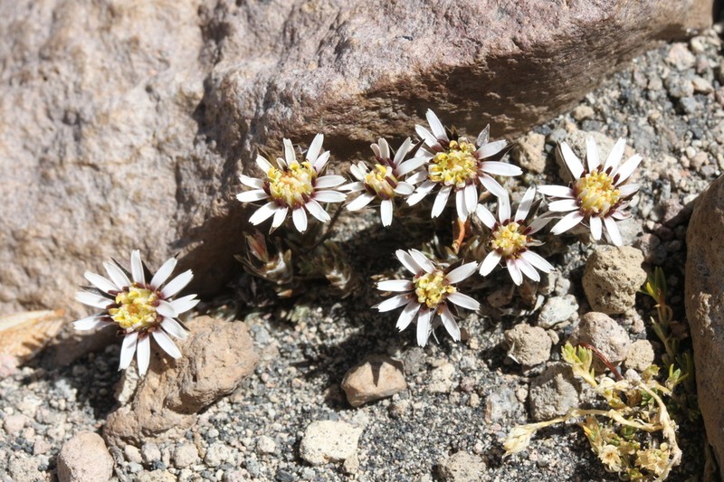 Oriastrum tarapacense photo 2
