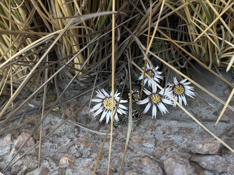 Oriastrum tarapacense photo 3
