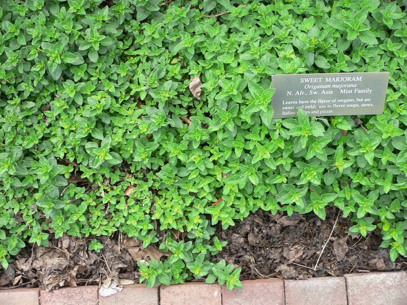 Sweet Marjoram photo 2