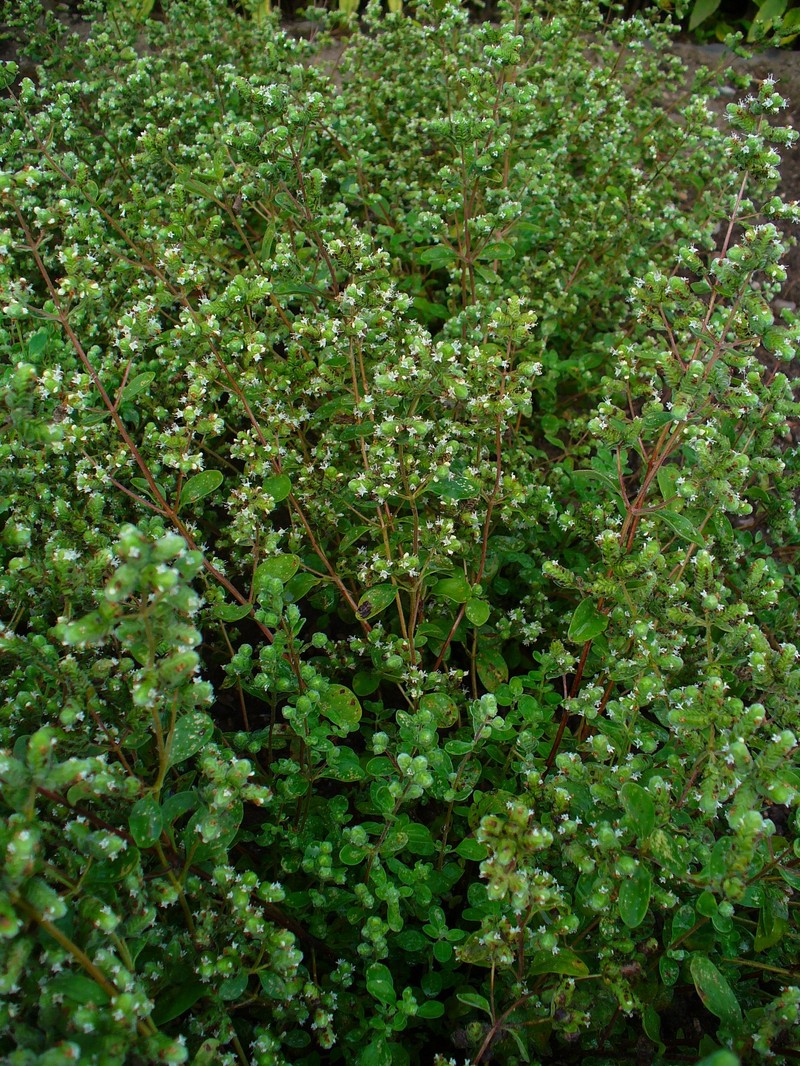 Sweet Marjoram photo 3