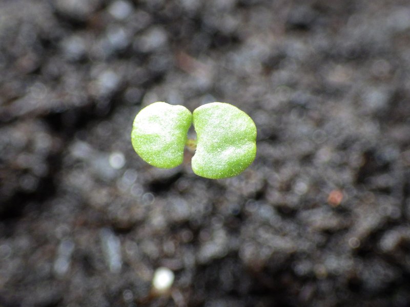 Sweet Marjoram photo 5